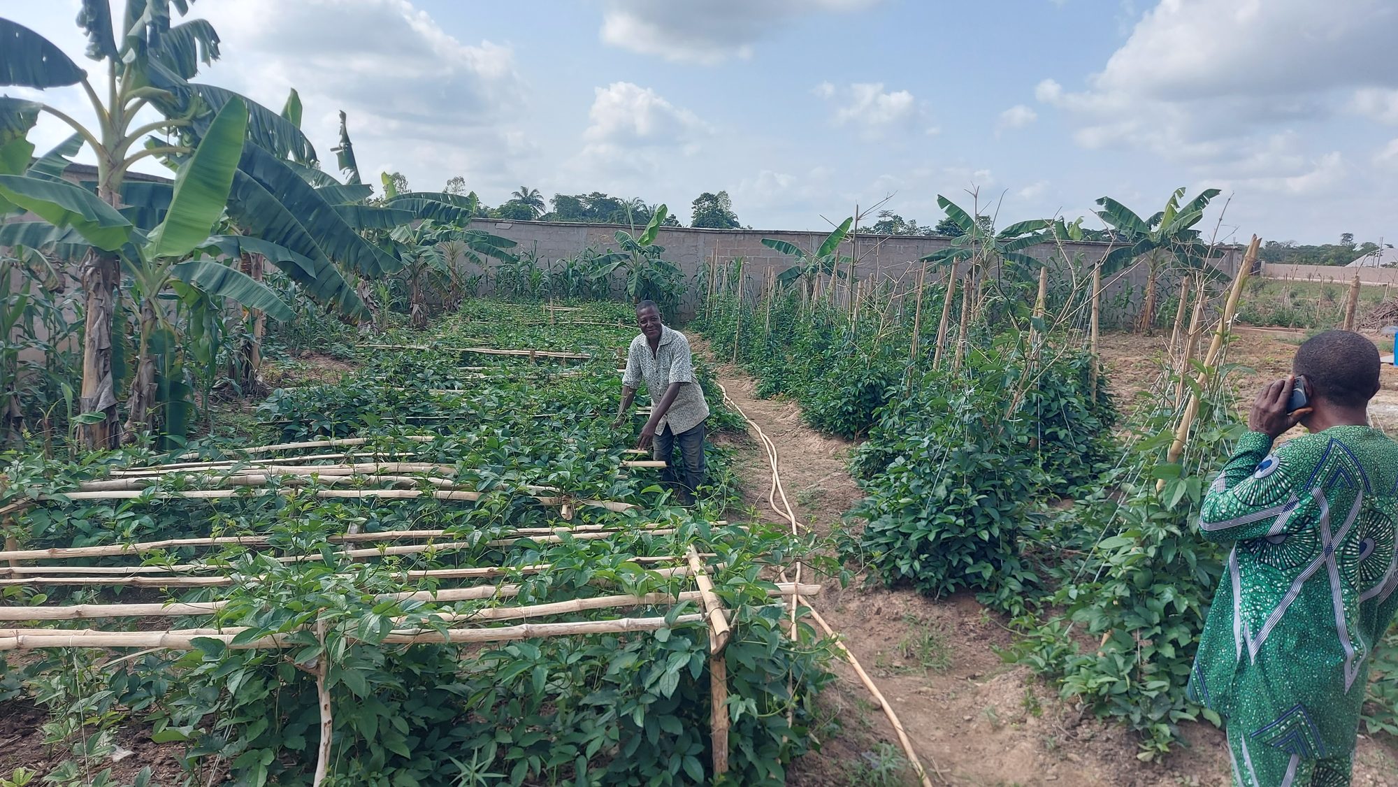 Evergreen Agro farm in Nigeria