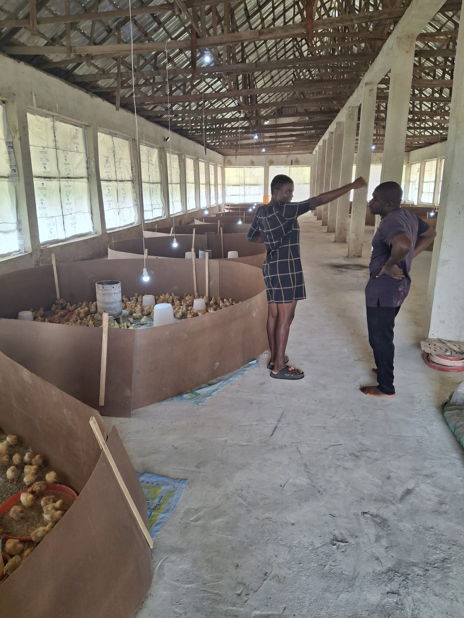 Inside an Evergreen Agro poultry house